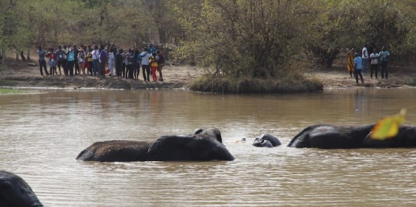 Elephants, Mole National Park, Ghana