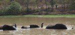 Elephants, Mole National Park,&nbsp;Ghana
