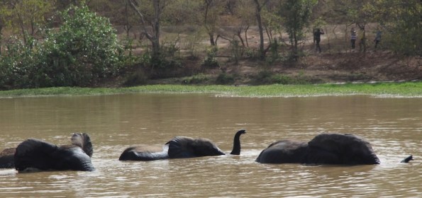 Elephants, Mole National Park, Ghana