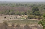 Elephants, Mole National Park,&nbsp;Ghana