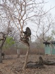 Baboons in Ghana