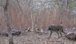 Baboon in Ghana