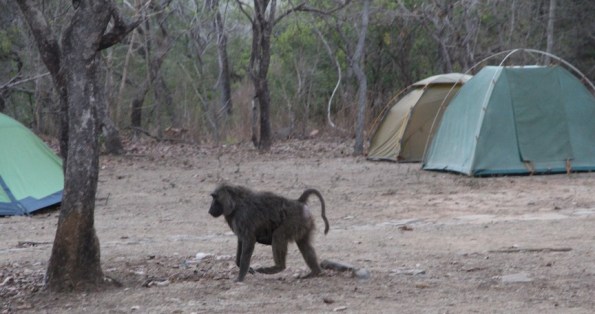 Baboon in Ghana