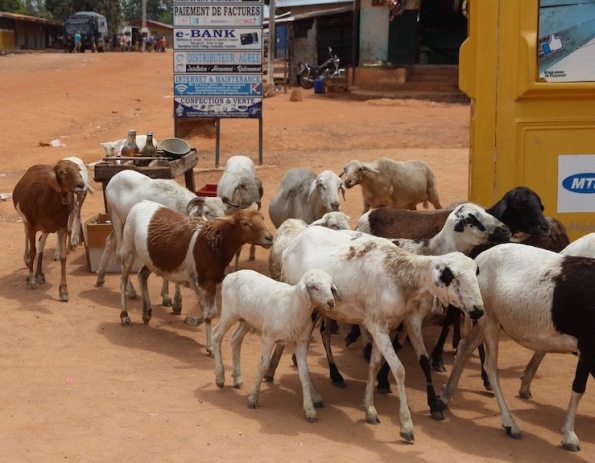Goats to market, Nassian market, Ivory Coast
