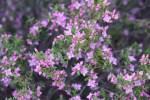 Boronia crenulata, Port Augusta, Australian Arid Lands Botanic&nbsp;Garden