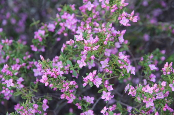 Boronia crenulata, Port Augusta, Australian Arid Lands Botanic Garden