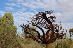 Sundew, sculpture by Warren Pickering, Port&nbsp;Augusta