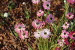 Rhodanthe chlorocephala ssp. rosea, Port&nbsp;Augusta