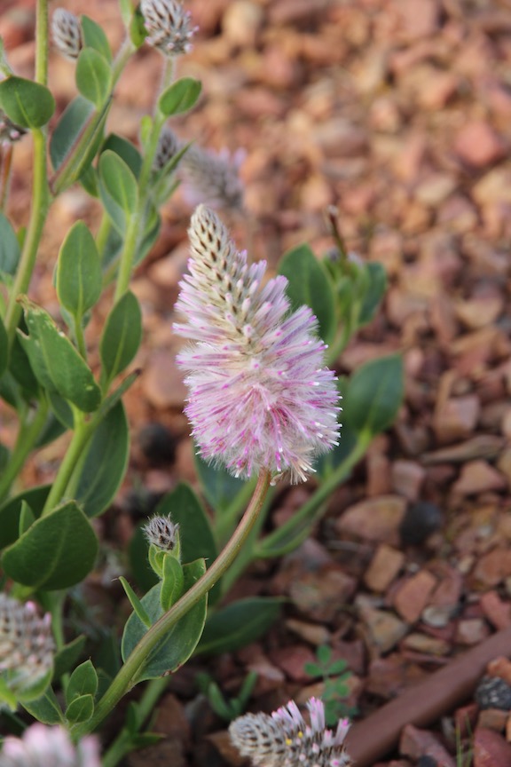 Pink Mulla Mulla, Port Augusta