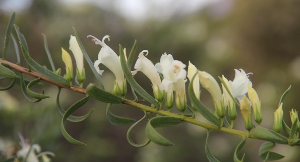 Eremophila, Native Fuchsia, Australian Arid Lands Botanic Garden