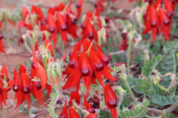 Sturt's Desert Pea, Port Augusta, South Australia's floral emblem