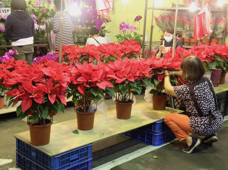 Poinsettias in Taipei Taiwan flower market