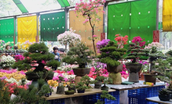 Bonsai, Flower market Taipei Taiwan