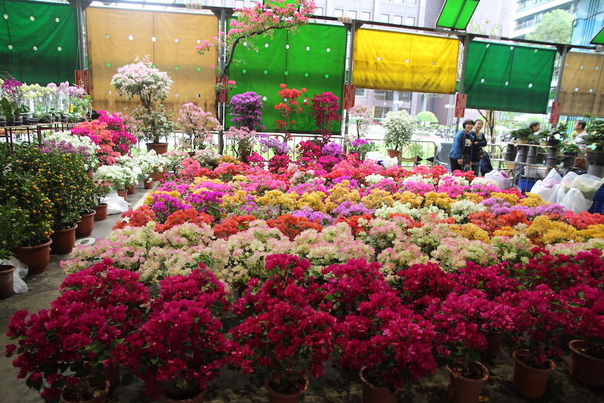 Bougainvillea in Taipei Taiwan