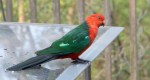 King parrot