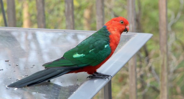 King parrot