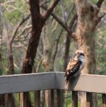 Kookaburra