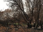 Burnt tree