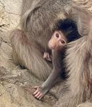 baboon baby