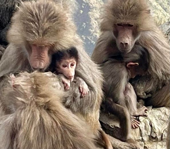 Baboon families