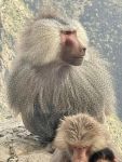 Baboon in Saudi&nbsp;Arabia