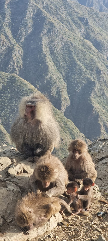Baboons in Arabia