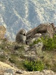 baboons on mountain