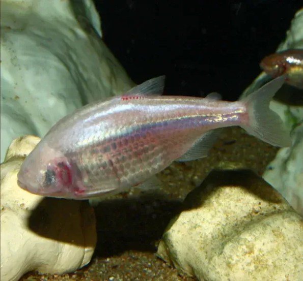 Garra Barreimiae, Bu Naseh, blind fish