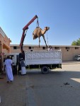 Loading a camel&nbsp;3