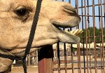 Toothy camel grin