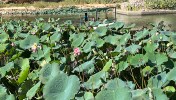 Lotuses at Wadi al Shab