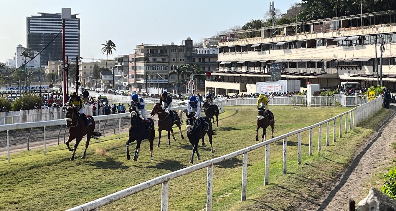 horses after passing the finish line