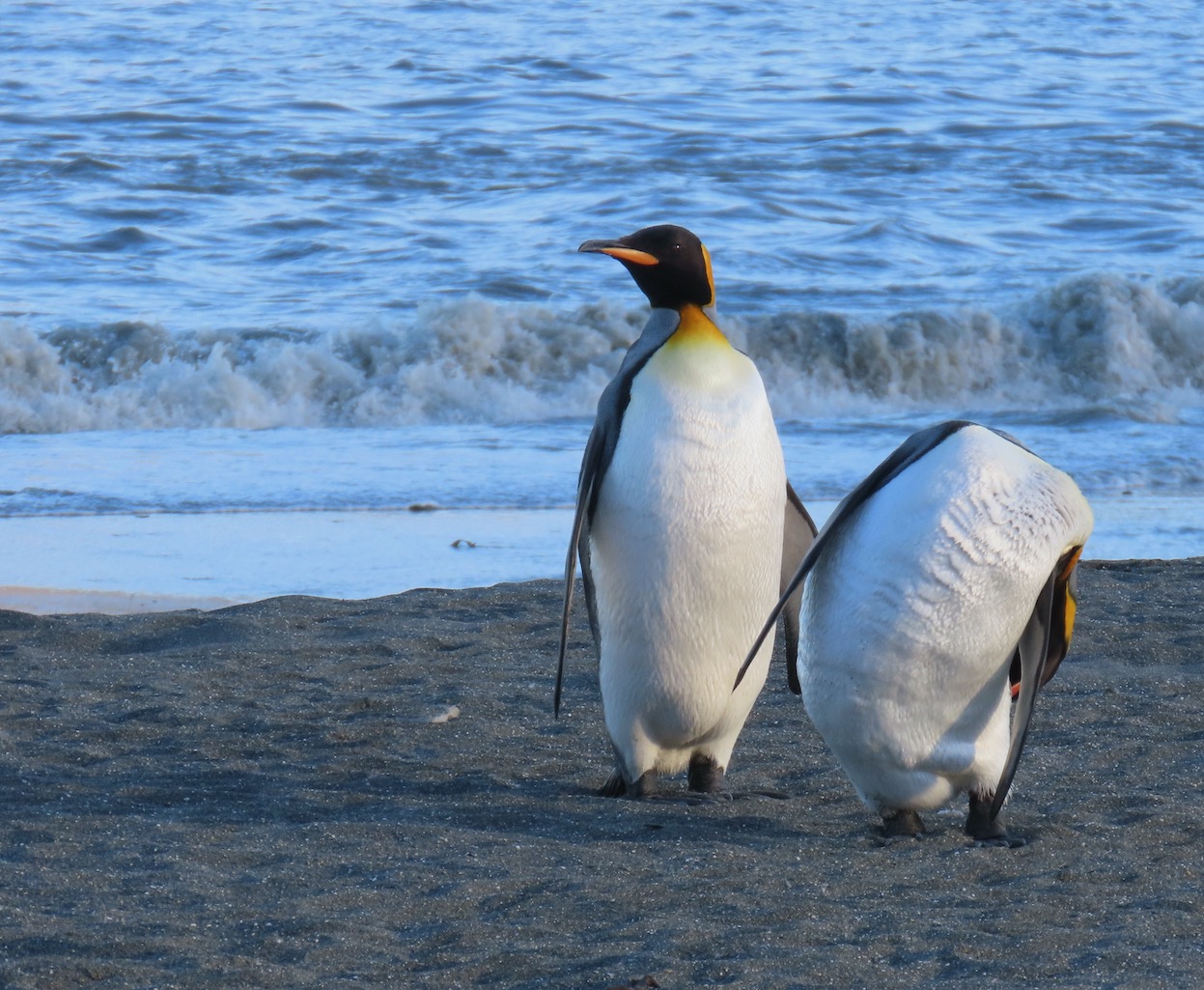 two king penguins with one scratching its bum