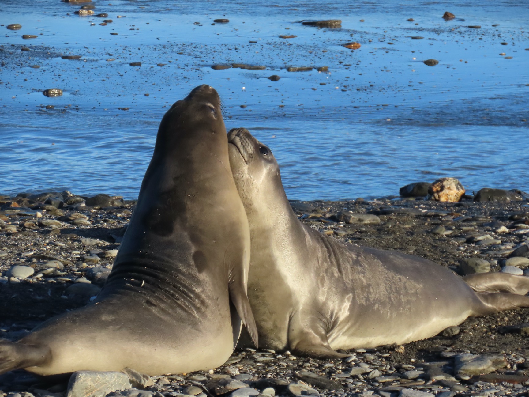 two fur seals