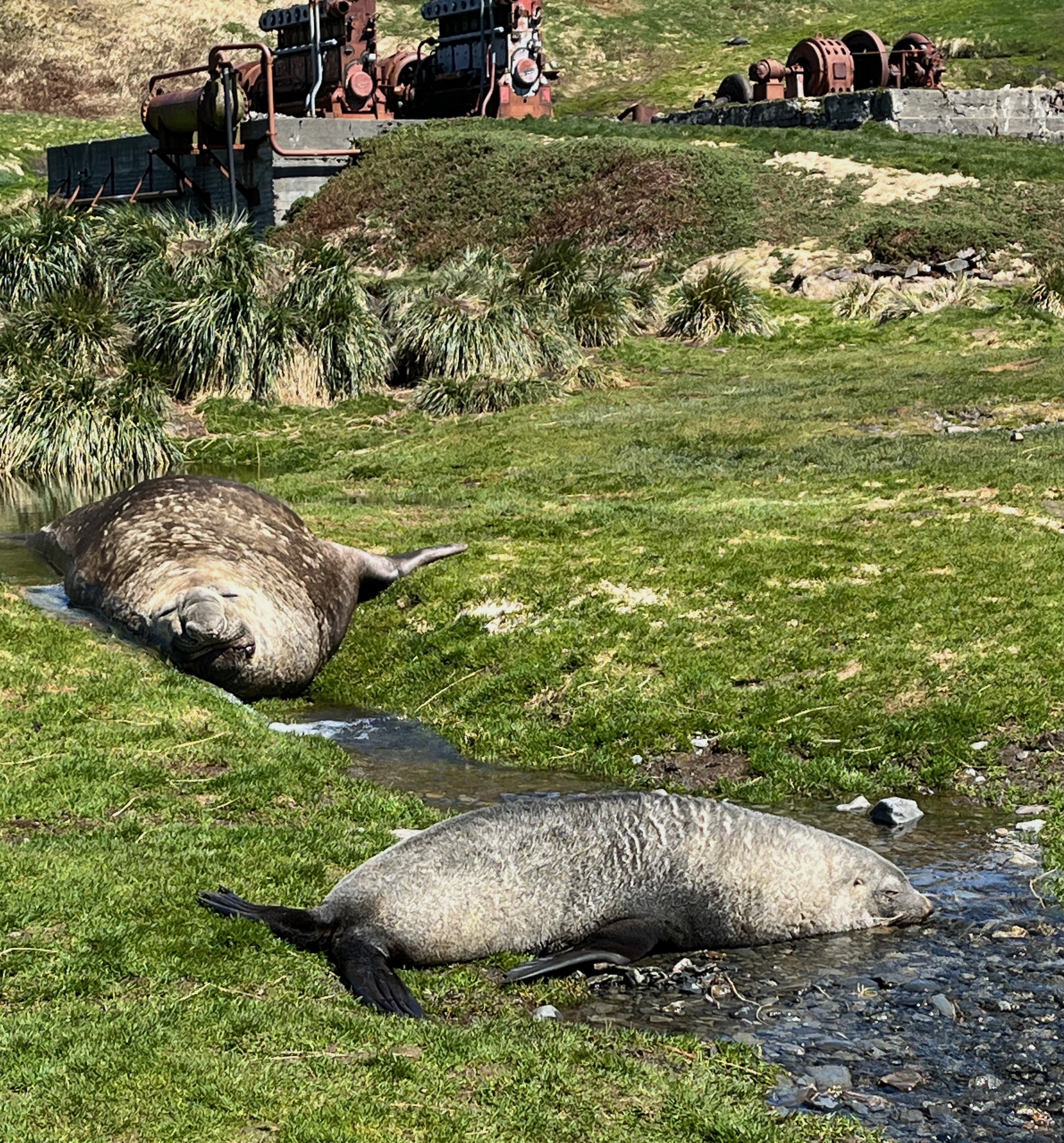 Elephant seals in South Atlantic