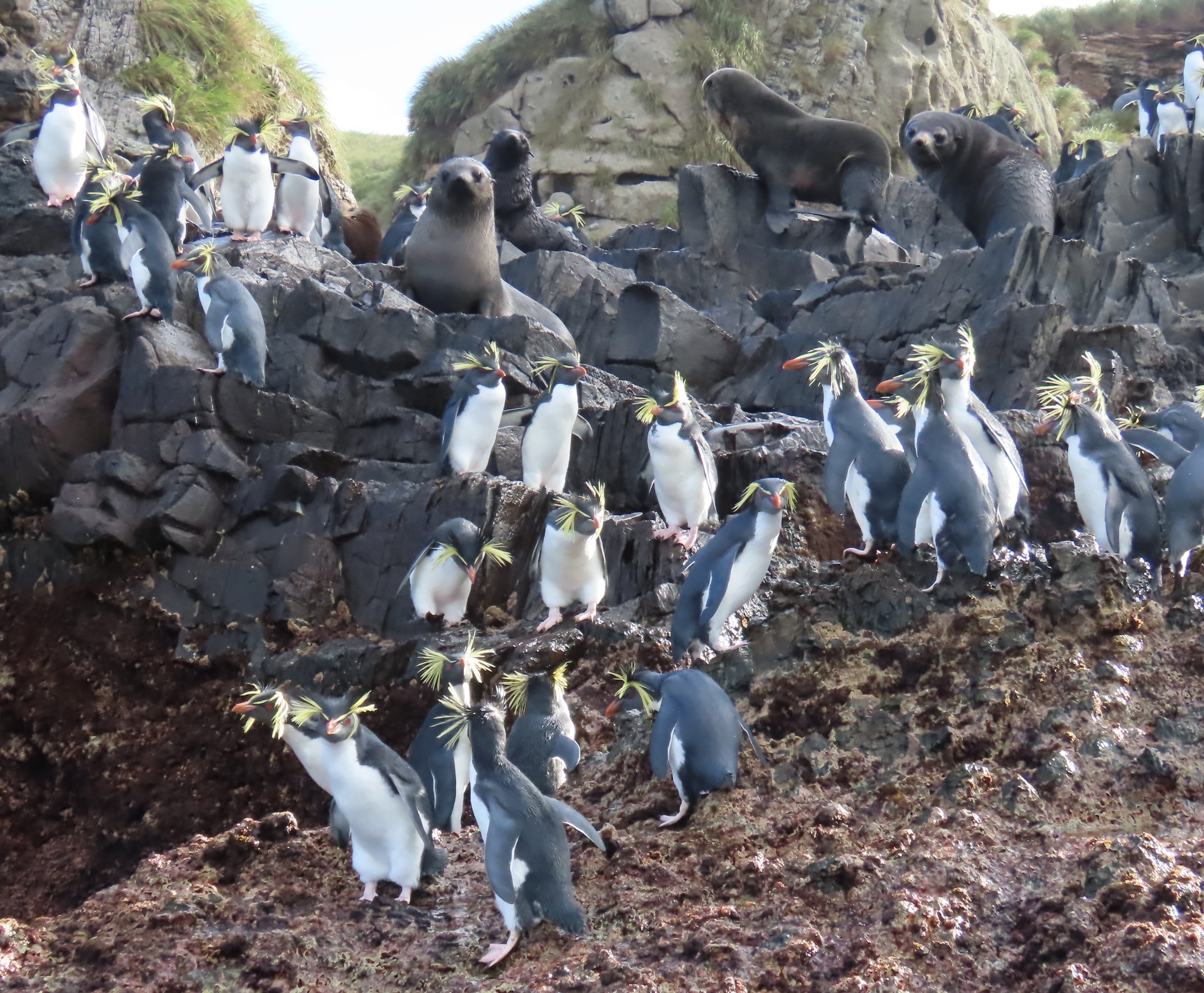 Rockhopper penguins and fur seals