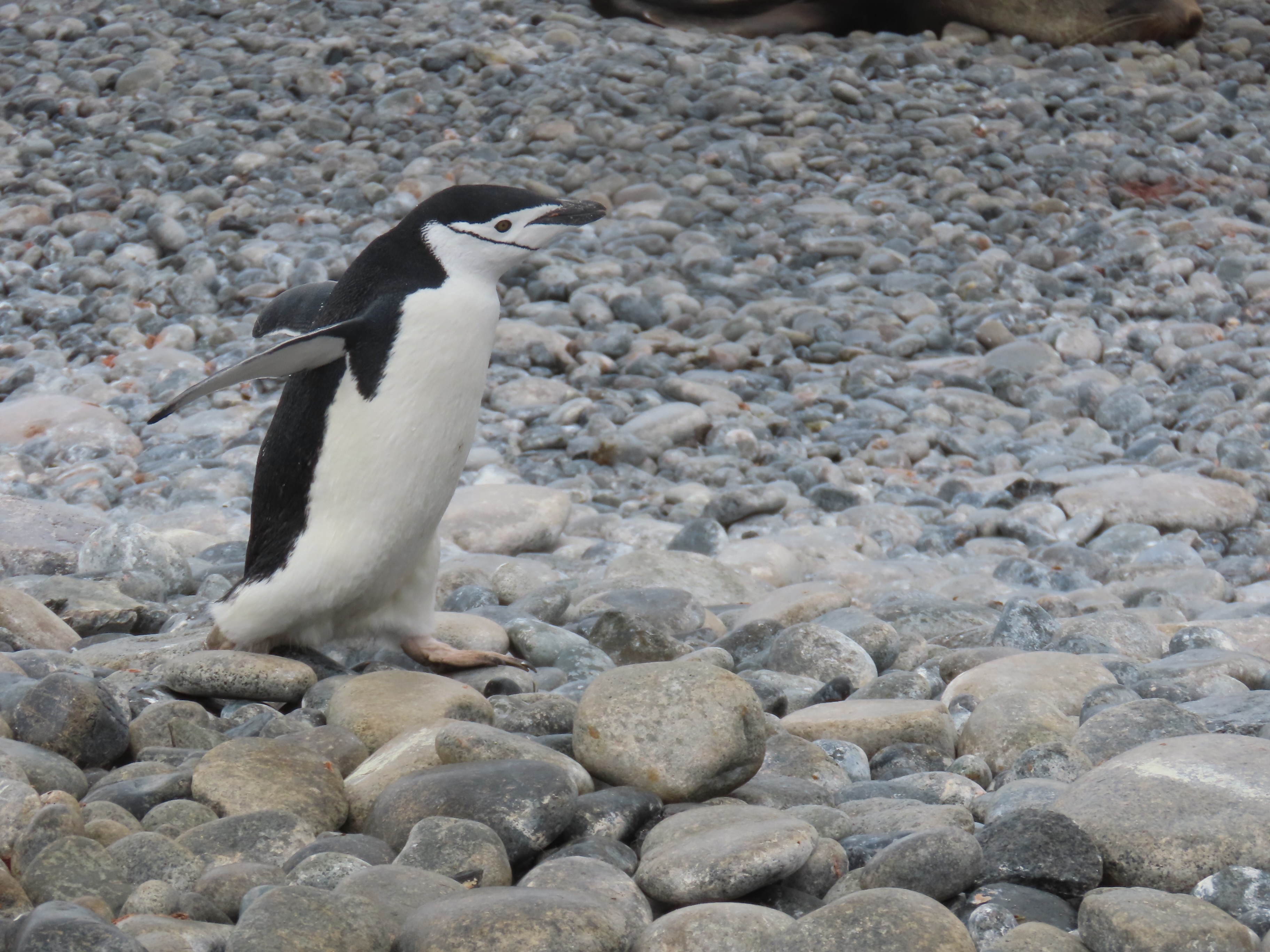 Chinstrap penguin