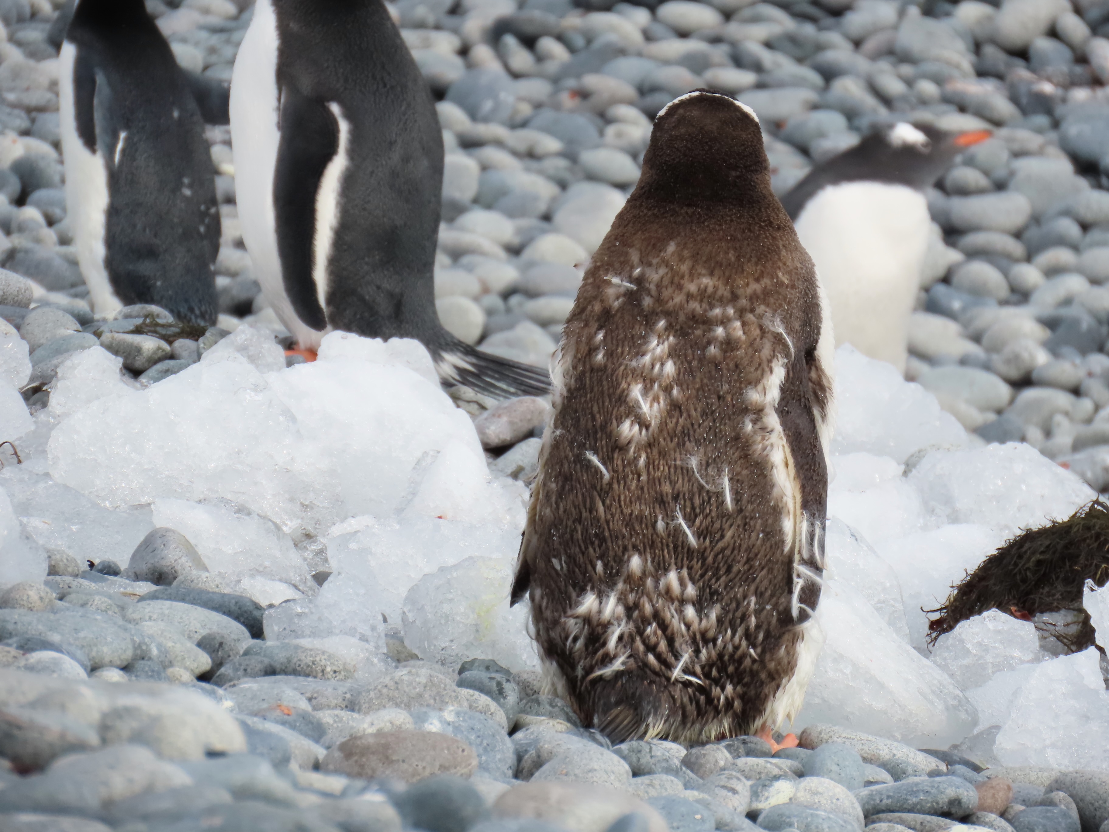 Gentoo molting