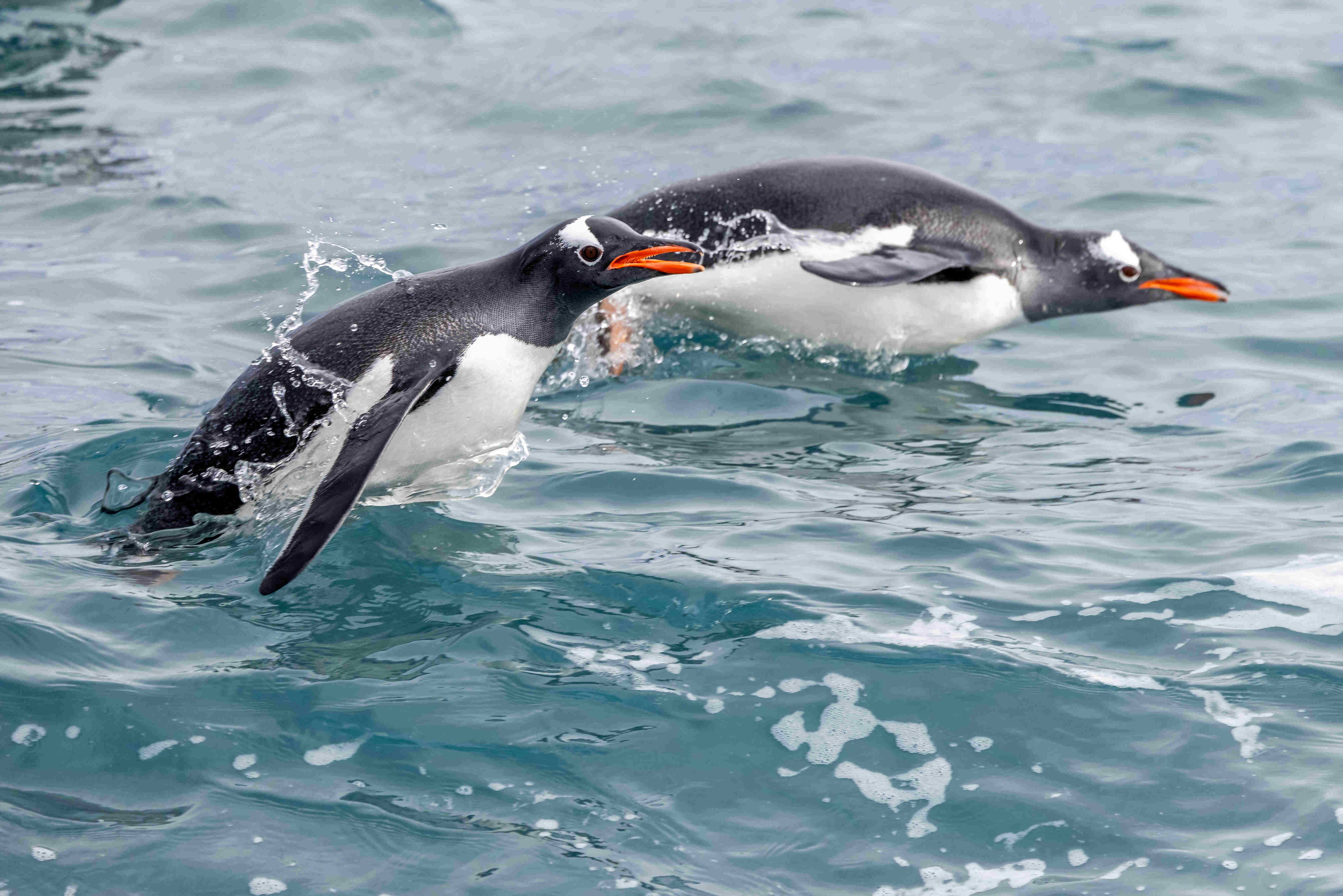 Gentoos penguins swimming