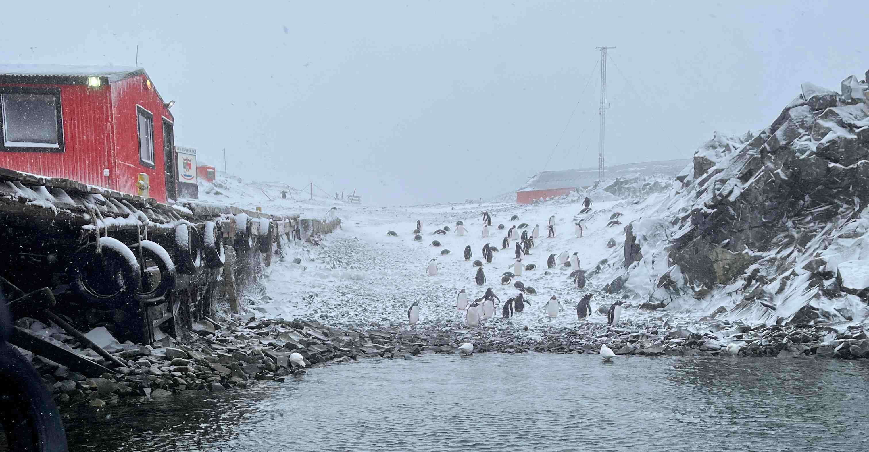 Penguins and shore, Esperanza Base