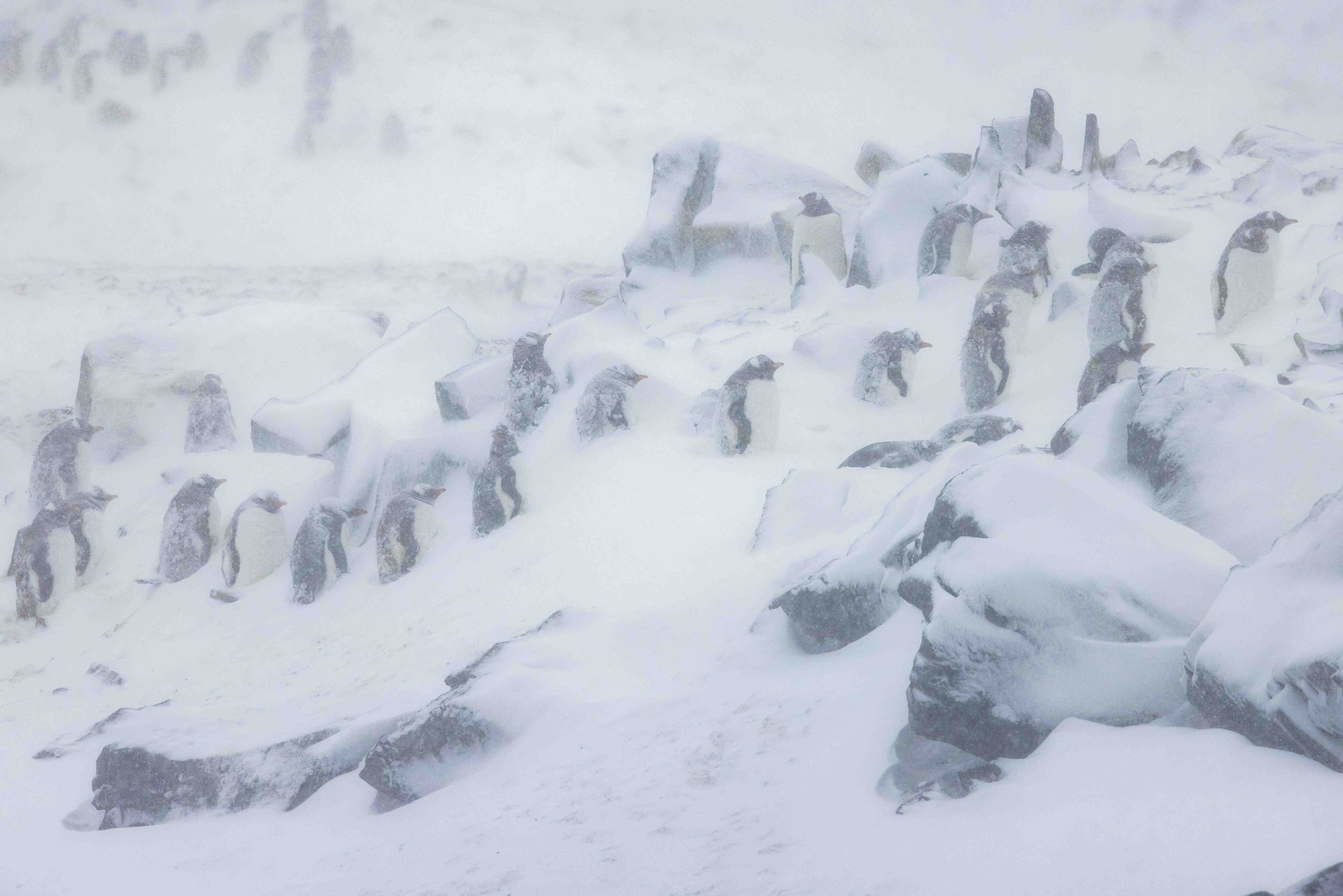 Gentoo penguins in snow