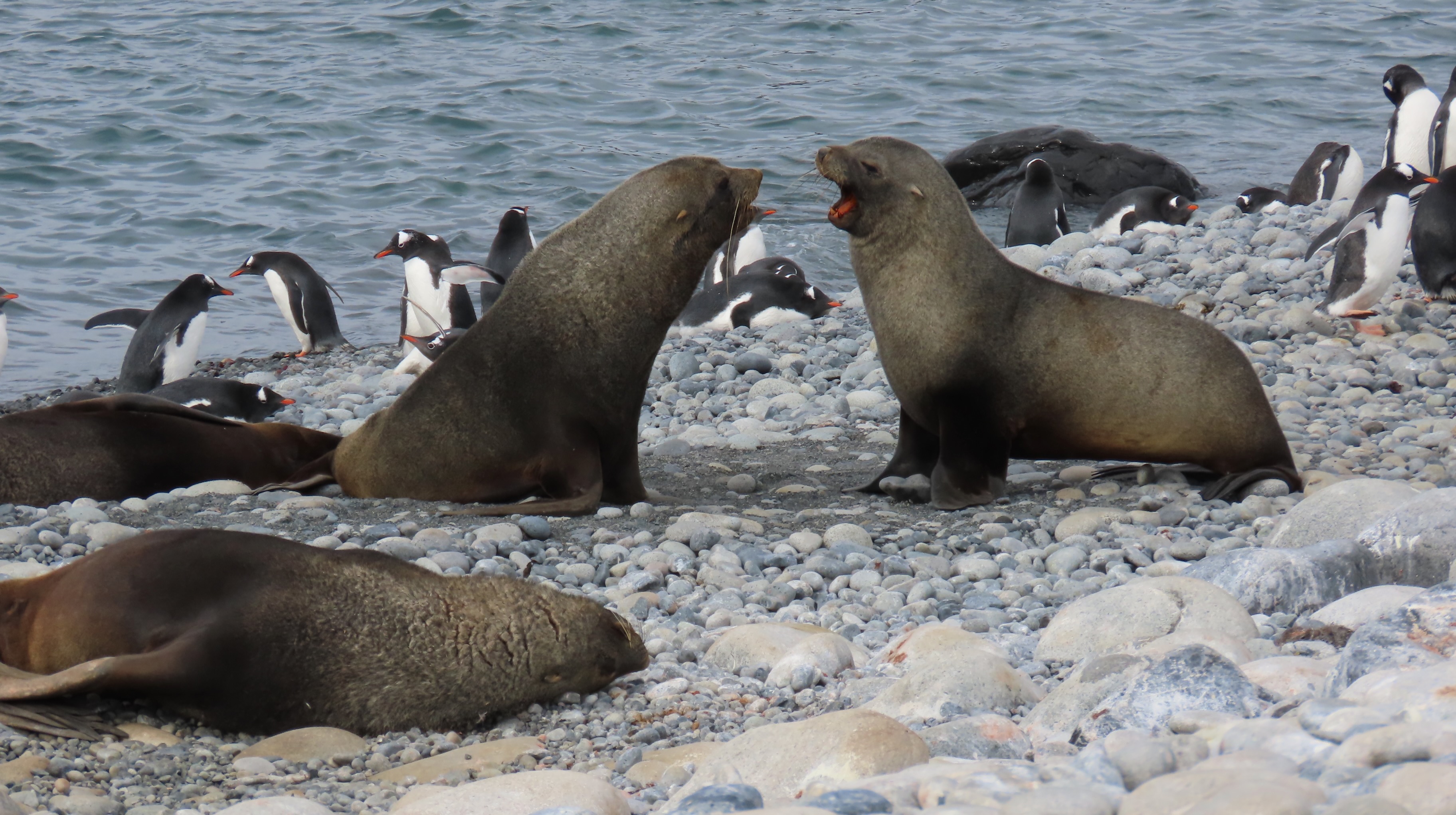 Seals sparring